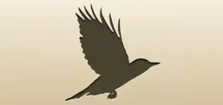 Woodpecker