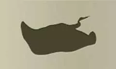 アカエイ
