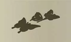 蝶々