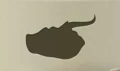 アカエイ