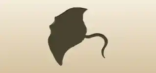 アカエイのシルエット
