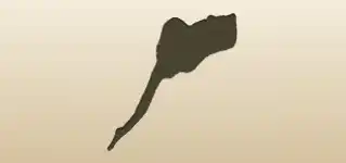 アカエイのシルエット
