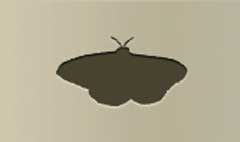 Moth silhouette