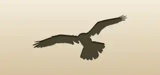 Owl silhouette