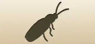 Firefly silhouette