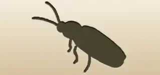 Firefly silhouette