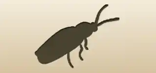 Firefly silhouette