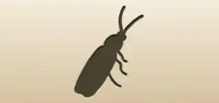 Firefly silhouette