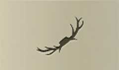 Antlers silhouette
