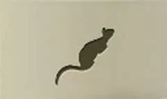 ネコのシルエット