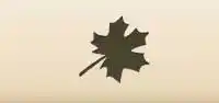 Maple Leaf