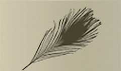 Feather silhouette #1