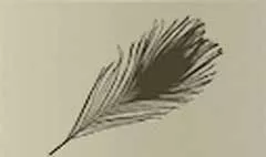 鳥の羽