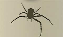 Spider silhouette #1