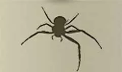 クモ