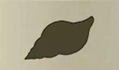 貝殻