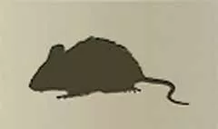 ネズミ