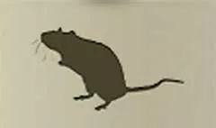 ネズミ