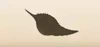 貝殻