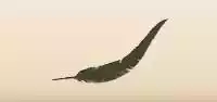 鳥の羽