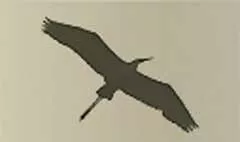 サギ