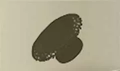 皿
