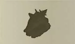 貝殻