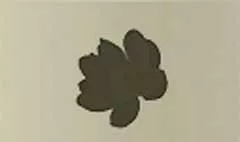 蓮
