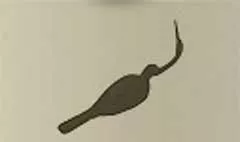 サギ