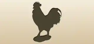 Rooster