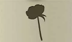 牡丹