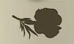 牡丹