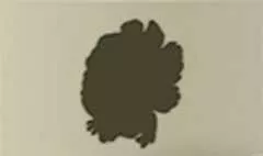 牡丹