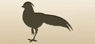 Pheasant