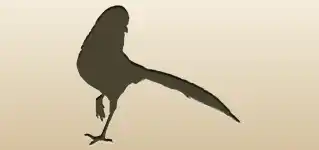 Pheasant