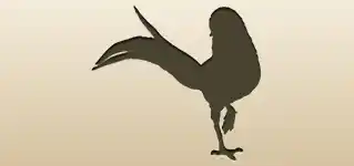 Pheasant