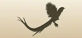 Pheasant