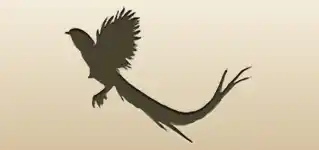 Pheasant