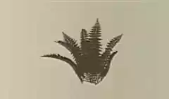 Fern