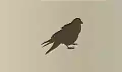 Crow