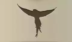 Parrot