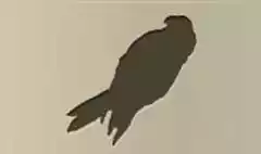 Parrot