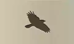 Crow