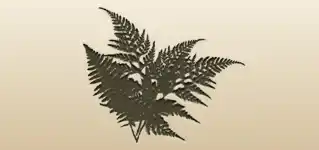 シダ植物のシルエット