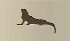 Iguana