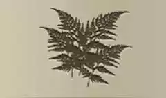 Fern