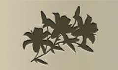 Lilies silhouette