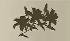 Lilies