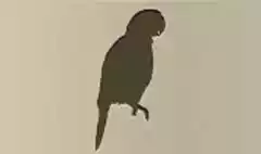 Parrot