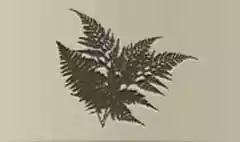 Fern